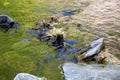 View of river course in the valley of the wild WeiÃÅ¸eritz in the Rabenauer Grund near Freital Dresden,Germany